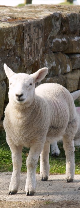 A big lamb! by Ashfield Farm House in Castleton village, North Yorkshire