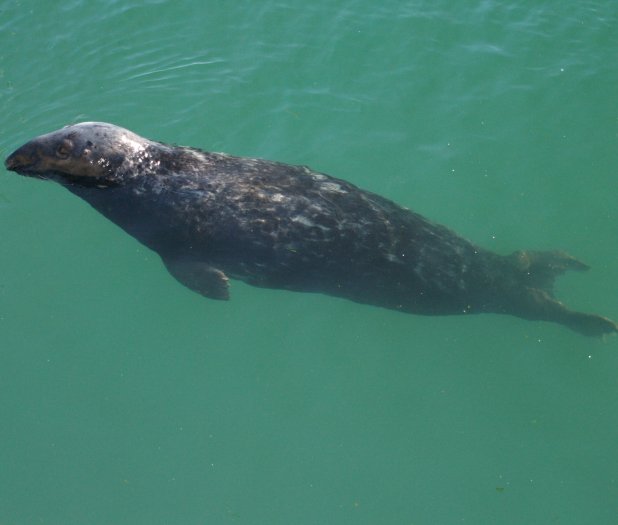 23. Rather tame grey seals in Howth Harbour waiting to be fed, Co. Dublin, East Coast of Ireland. Feeding these very tame grey seals has become quite a tourist attraction!