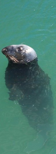23. Rather tame grey seals in Howth Harbour waiting to be fed, Co. Dublin, East Coast of Ireland. Feeding these very tame grey seals has become quite a tourist attraction!