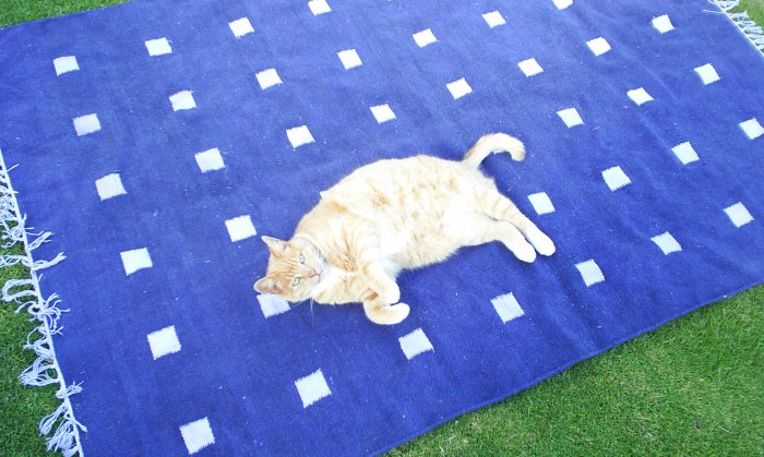 5. Nutty the cat - well, is this magic carpet ever going to take off?