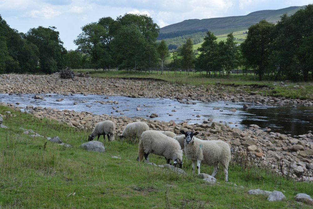 Muker Oxnop Satron Ivelet Bridge circular walk, Swaledale, Yorkshire Dales National Park, North Yorkshire, England