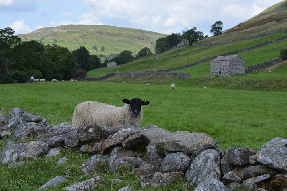 Muker Oxnop Satron Ivelet Bridge circular walk, Swaledale, Yorkshire Dales National Park, North Yorkshire, England