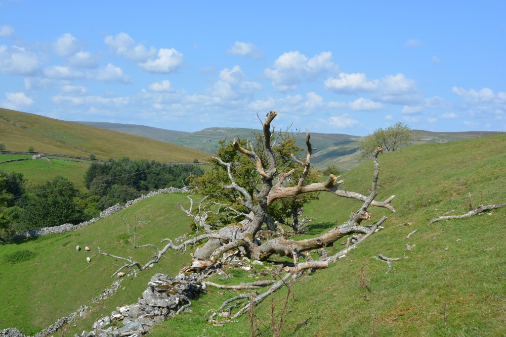 Muker Oxnop Satron Ivelet Bridge circular walk, Swaledale, Yorkshire Dales National Park, North Yorkshire, England
