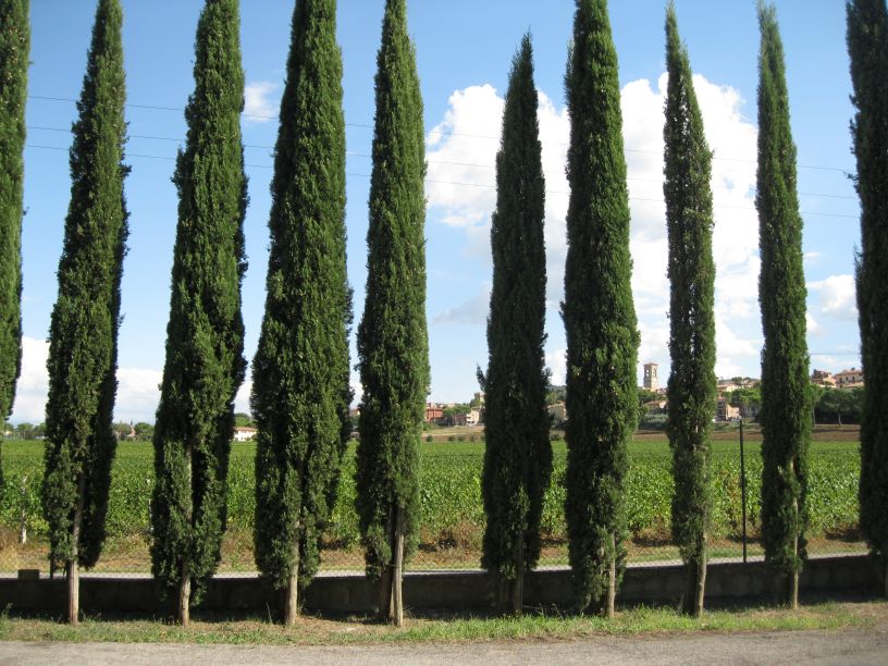 Lungarotti Winery Vinyard Wines Umbria Italy