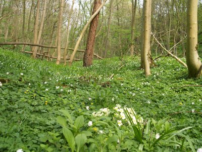 Kirkdale woods are awash with wild flowers.