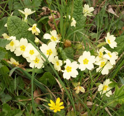 Primroses.