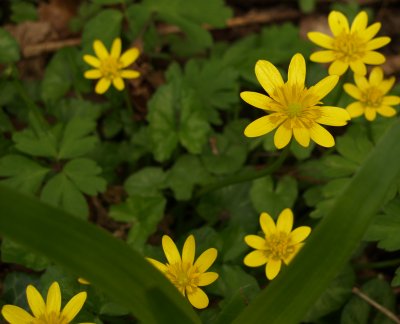 Lesser Celandine
