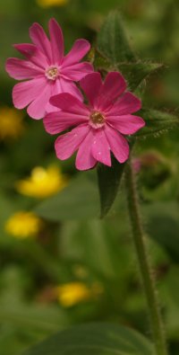 Red Campion