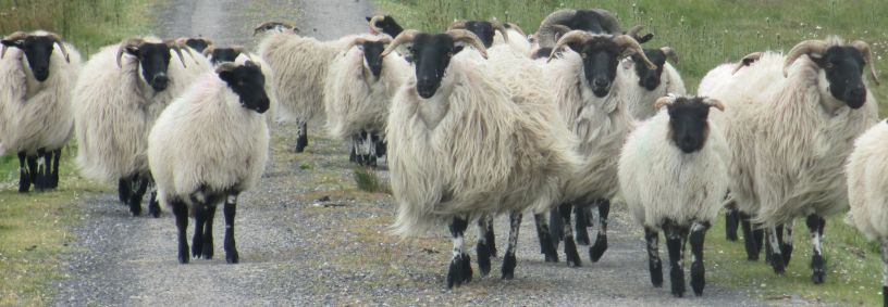 The Ceathru Thaidhg (Carrowteige) Children of Lir Loop Walk