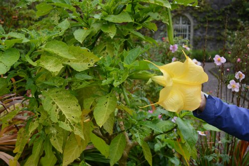 Garinish Island, Garnish Island Co. Cork. Ireland