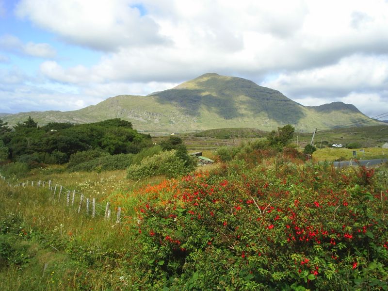 Mweel Rea Mountain beyond the hedgerows of fuchsia and montbretia. Mweel Rea Mountain beyond the hedgerows of fuchsia and montbretia.