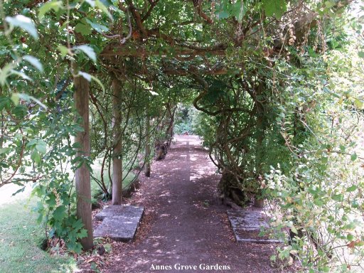 The vine grove.