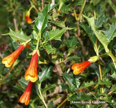 An unusual holly?