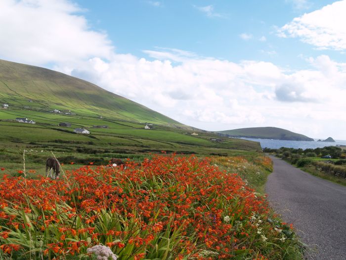 Monbretia lining the road down to the Blasket Islands heritage interpretive centre (Great Blasket Centre, Ionad an Bhlascaoid), with Great Blasket Island (An Bhlascaoid M�r) in the distance on the right - Dunquin, Dingle Peninsular, Co. Kerry, West of Ireland