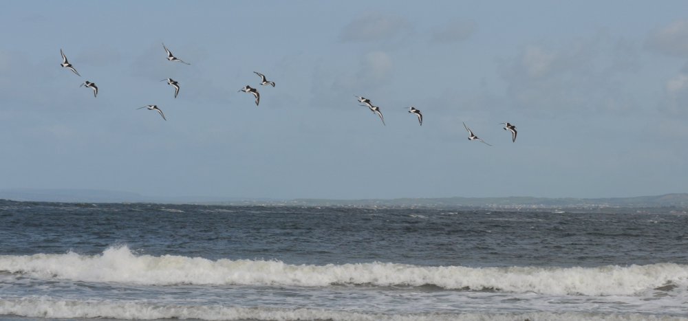 Oyster Catchers and other wader birds on White strand Beach, near Killard Clare, West Atlantic Coast of Ireland
