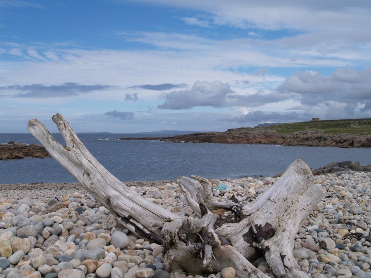 135. A washed up tree stump 'sculpture' on a pebble beach near Fanad Head, Fanad Peninsula, Co. Donegal Ireland.