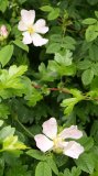 wood anemone