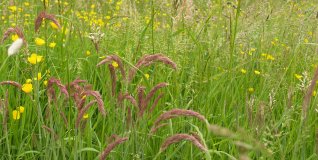 wild grasses with many wild flower species