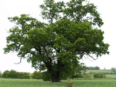 A line of fine old oak trees near Rider Lane Farm.