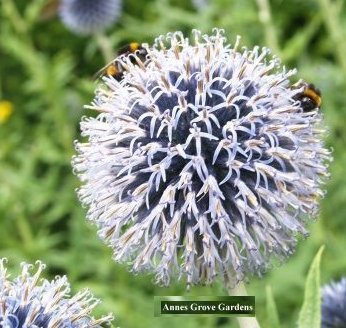 Flowers in Annes Grove Gardens, Co. Cork Ireland