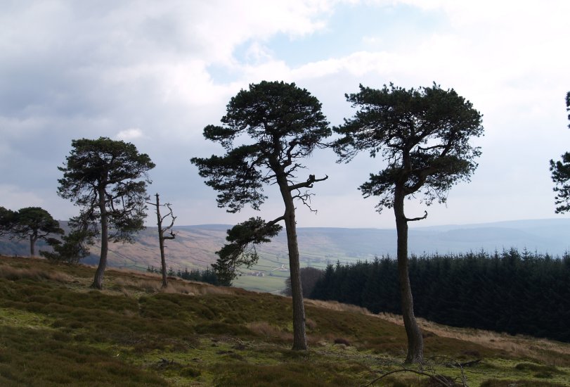 9. The 'exposed' trees on the very atmospheric and remote Cockayne Ridge, above wild Bransdale, North Yorkshire.
