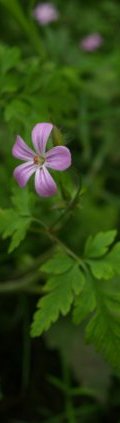 herb robert