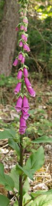 foxglove