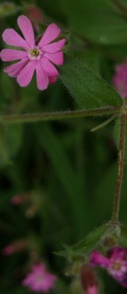 red/pink campion