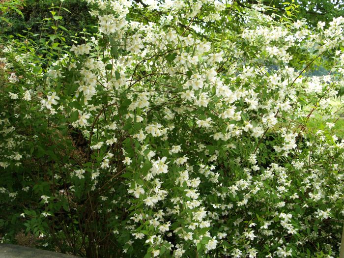 Newby Hall Gardens