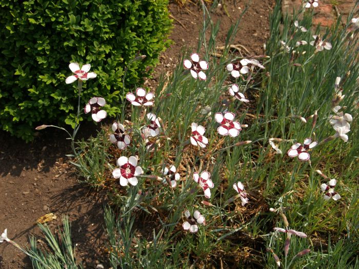 Newby Hall Gardens