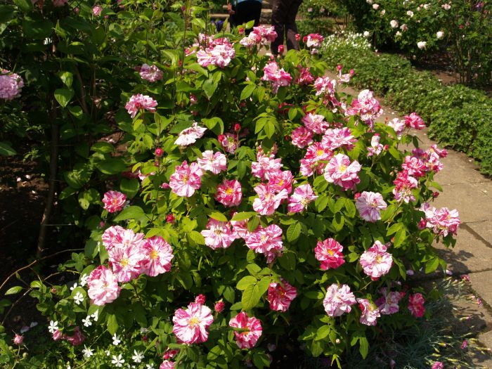 Newby Hall Gardens