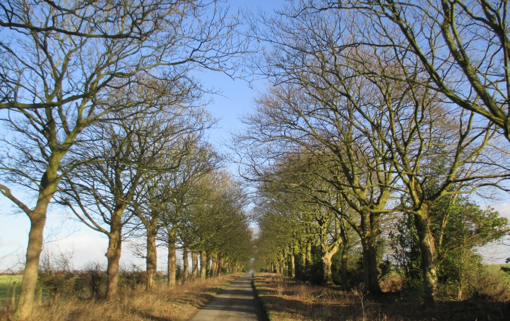 There is a lovely avenue of trees lining the road down into Sleightholmdale, North Yorkshire