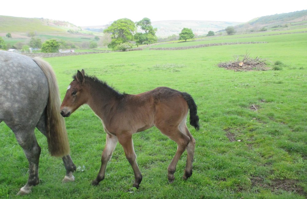 A young foal in Fryup Dale, North Yorkshire