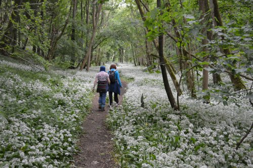 Walking through masses of  wild garlic either side of the path in Robin Hood's Howl, Kirkdale and St Gregory Minster walk, North Yorkshire, England