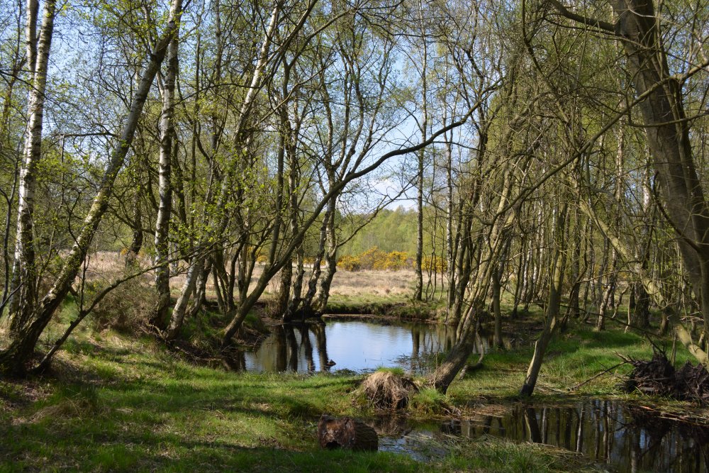 Woodland and pools on Strensall Common nature reserve