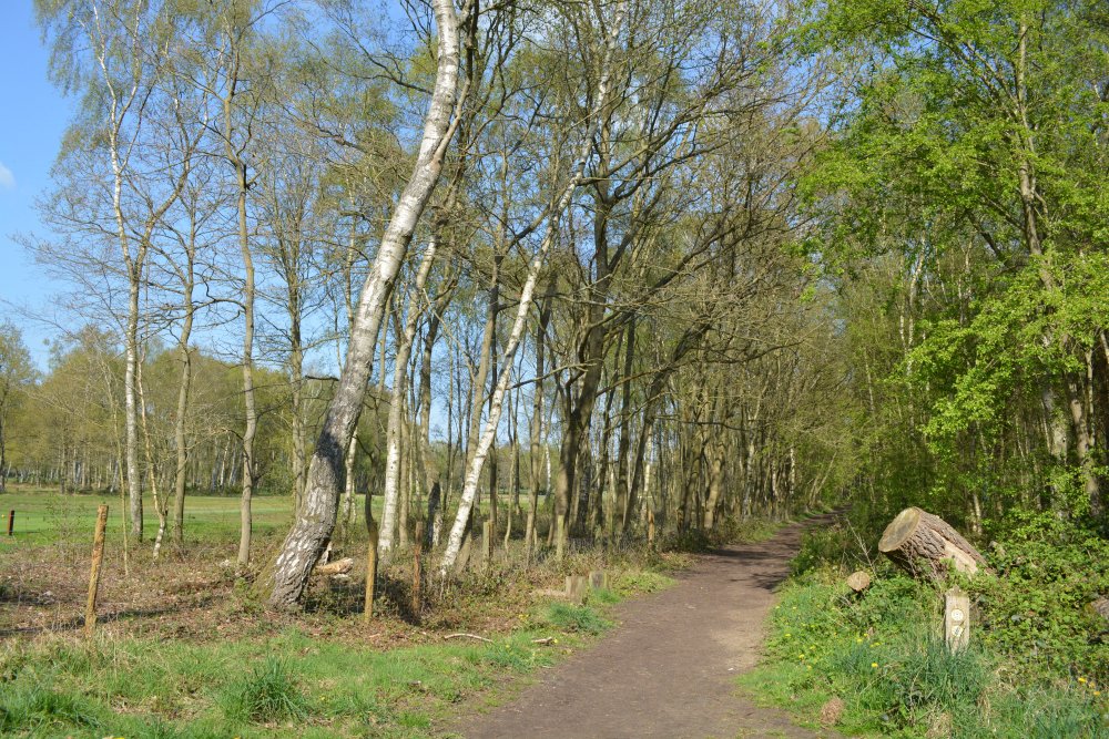 Strensall Common woodland walk through silver birch trees