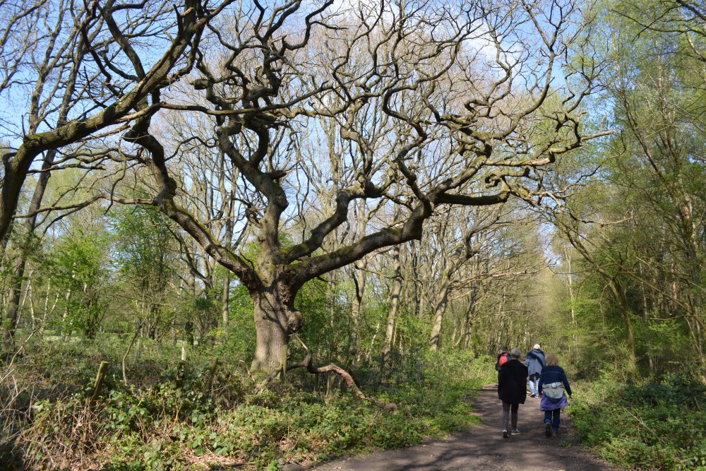 Varied woodland walkways on Strensall Common