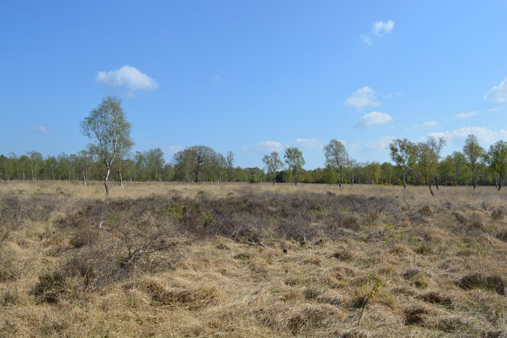 Classic heathland of Strensall Common nature reserve