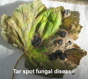 tar spot fungal disease a plant pathogen
