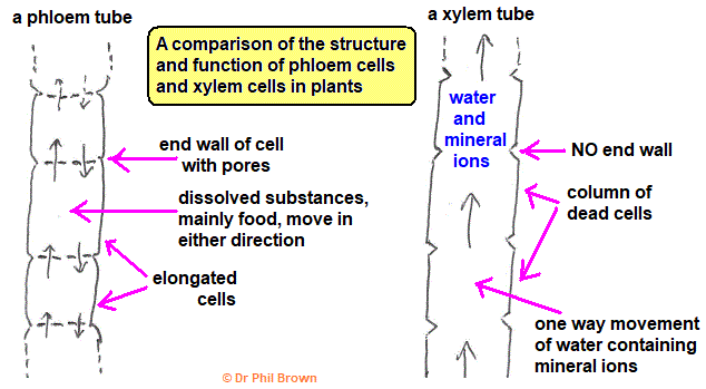 diagram of xylem and phloem vessels explaining how they work the transportation systems in green flowering plants