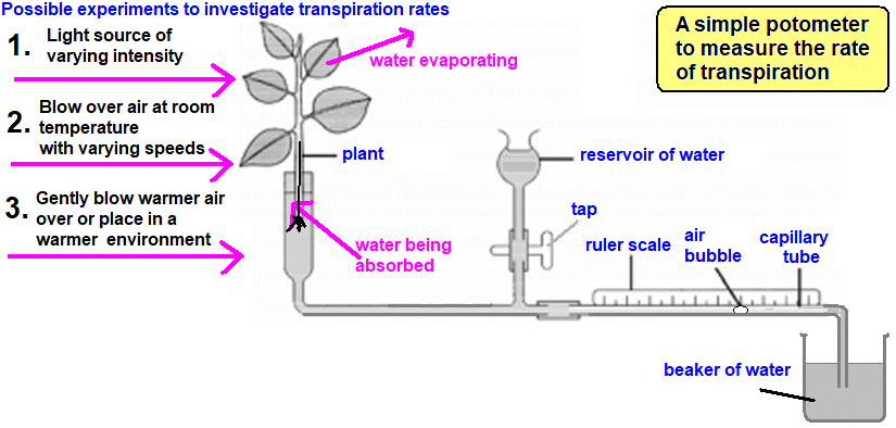 diagram of a potometer apparatus experiment to investigate the rate of transpiration of a plant in varying conditions, method, procedure, results, calculations
