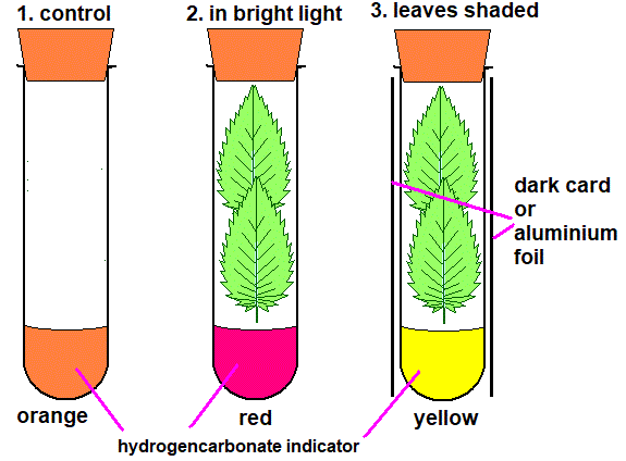 photosynthesis gas exchange experiment detecting carbon dioxide with hydrogencarbonate indicator