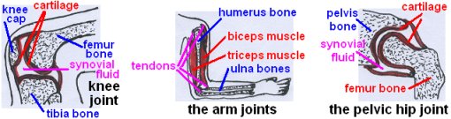 skeleton1