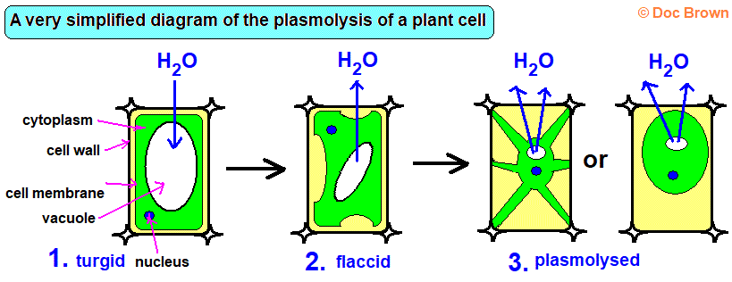 plasmolysed plant cell plasmolysis turgid flaccid effects of osmosis