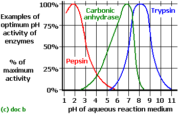 enzyme2